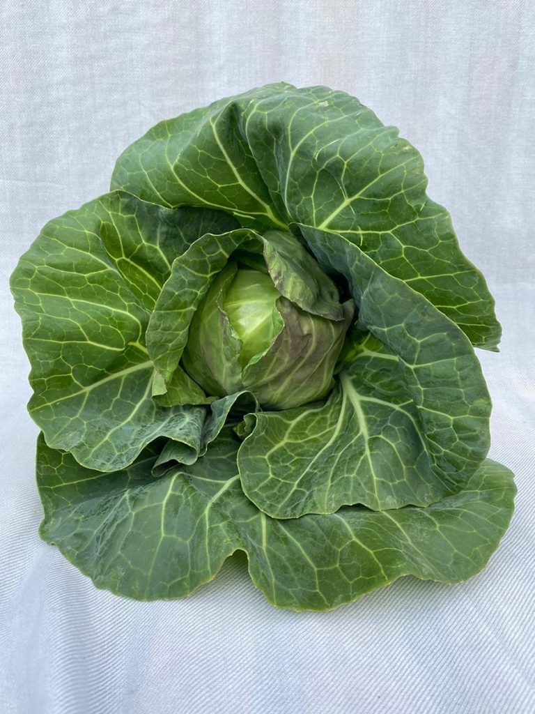 Leafy Green Cabbage - Cambridge Fruit Co.